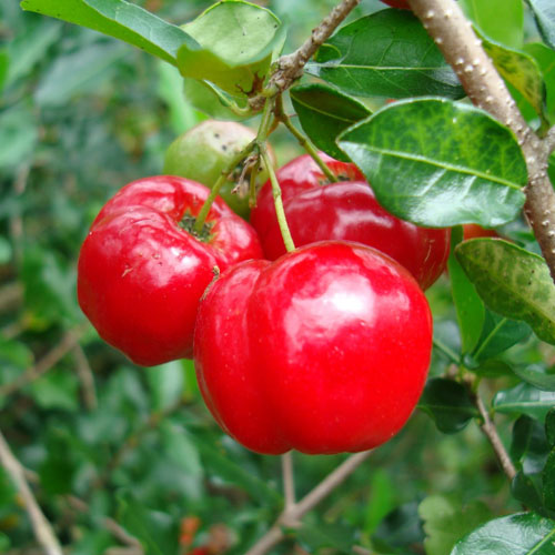 Acerola ( Malpighia Glabra )