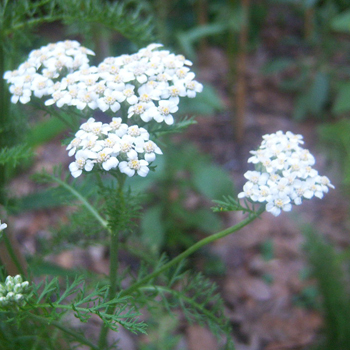 achillea millefolium