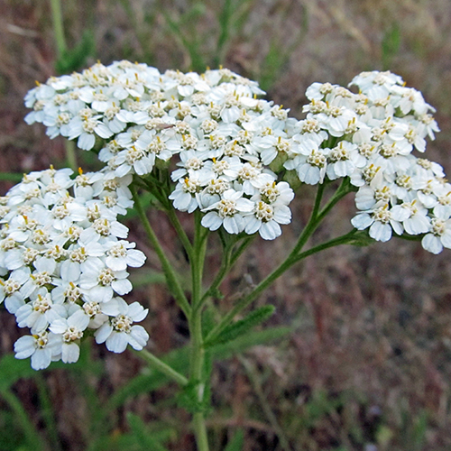 Achillea ( Achillea Millefolium L. )