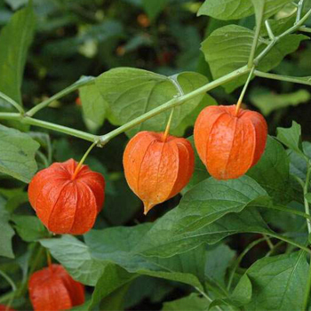 alchechengi piante medicinali