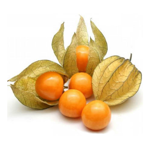 Alchechengi ( Physalys alkekengi )