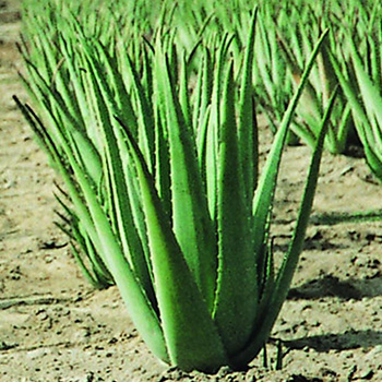 aloe barbadensis