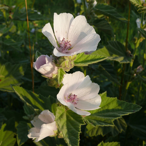 Altea (  Althaea officinalis L. )