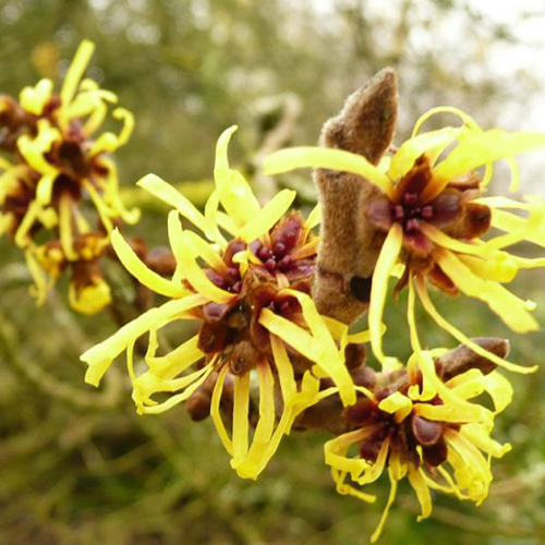 Amamelide ( Hamamelis virginiana )