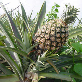 ananas piante medicinali