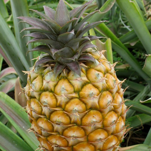 Ananas ( Ananas sativus )