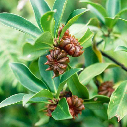 Anice stellato ( Illicium verum )