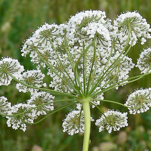 Anice verde ( Pimpinella anisum )