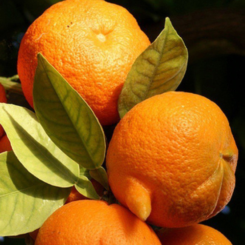 Arancio amaro ( Citrus aurantium )