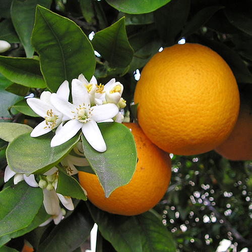 Arancio dolce ( Citrus aurantium dulcis Pers. )