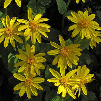 arnica