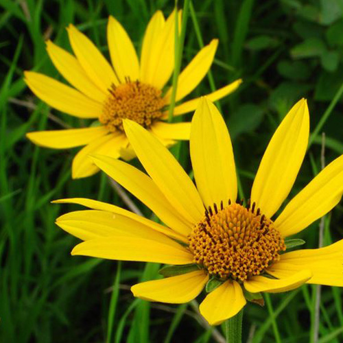 Arnica