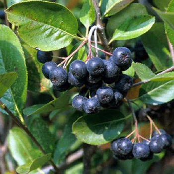 aronia