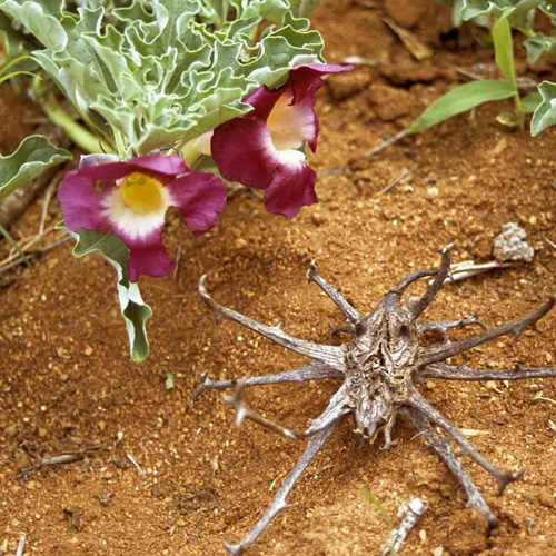 Artiglio del diavolo ( Harpagophytum procumbens )