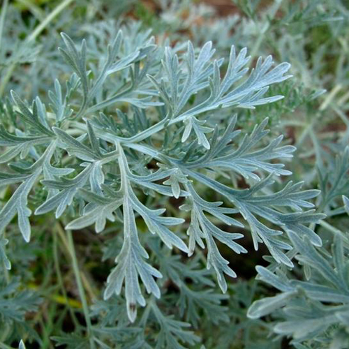 Assenzio ( Artemisia absinthium )