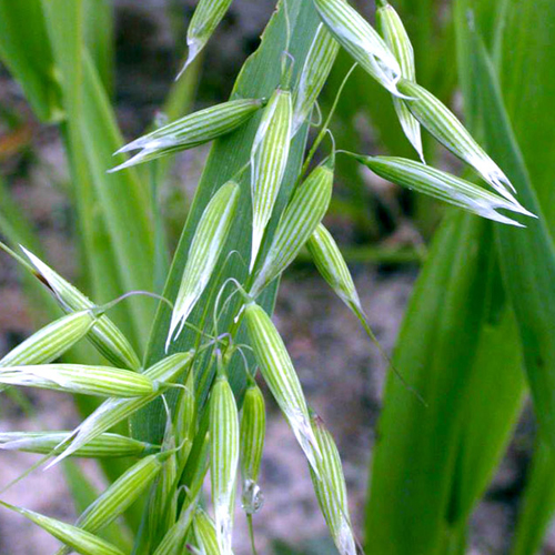 Avena ( Avena sativa )