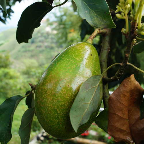 Avocado ( Persea americana )