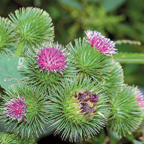 Bardana ( Arctium lappa L. )