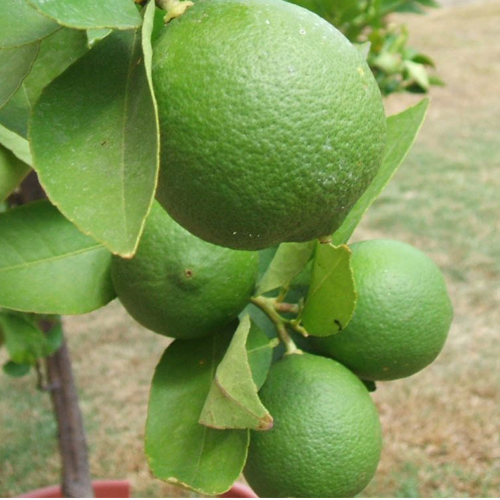 Bergamotto ( Citrus bergamia )