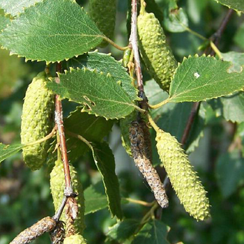 betulla alba