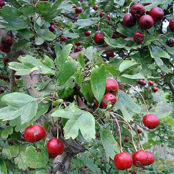 biancospino piante medicinali