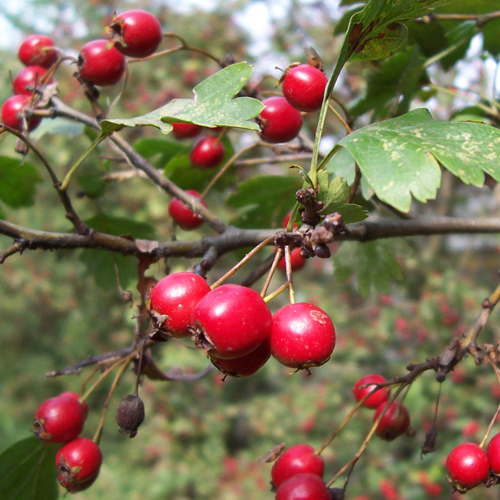 Biancospino ( Crataegus oxyacantha )