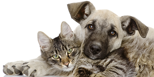 amici animali