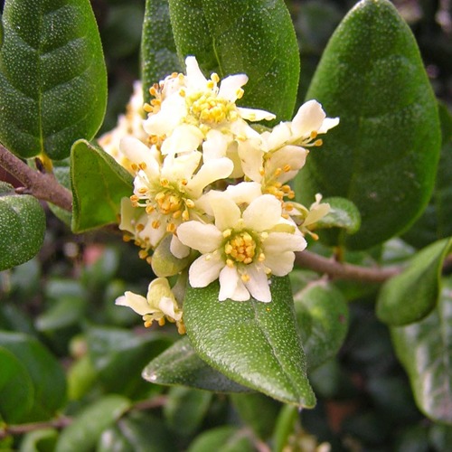 Boldo ( Peumus Boldus )