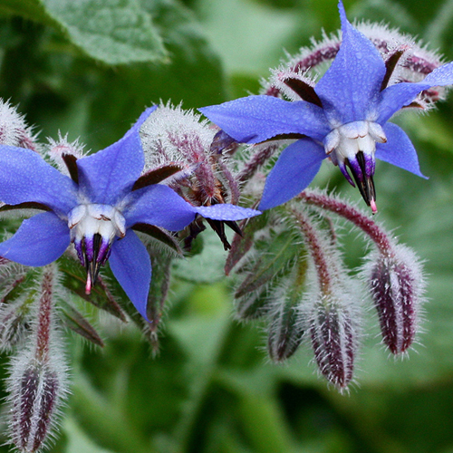 Borragine ( Borago officinalis L. )