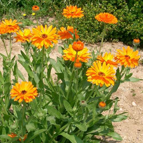 Calendula ( Calendula officinalis )