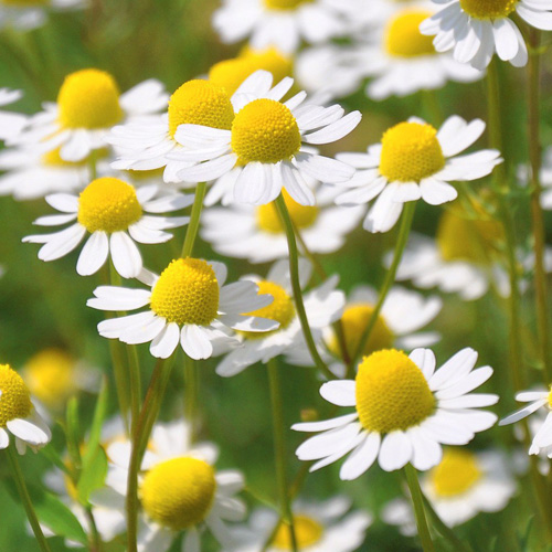 Camomilla ( Matricaria Chamomilla L. )