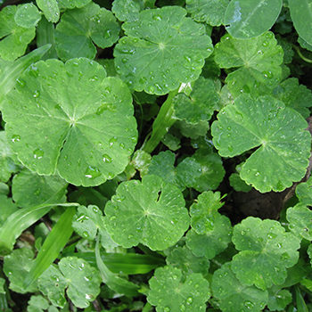 centella asiatica