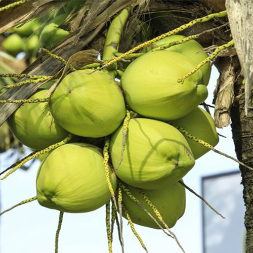 Cocco ( Cocos nucifera )