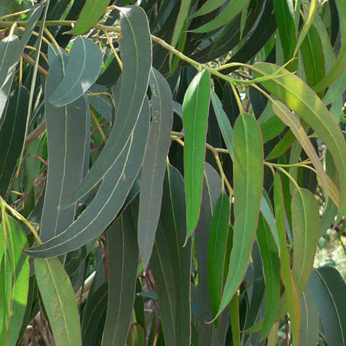 Eucalipto ( Eucalyptus globulus Labill. )