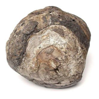 ghiandola muschio bianco