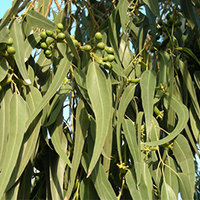 foglie eucalipto