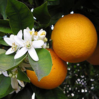 Fiori d arancio fiori d arancio