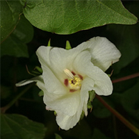 fiore di cotone