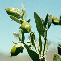noci di jojoba