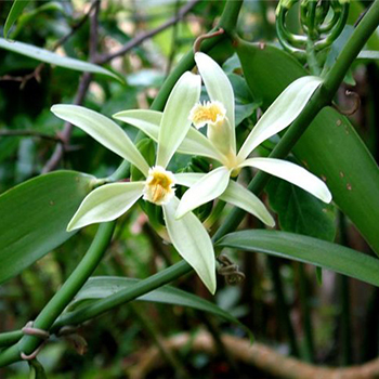 Fiori di Vaniglia