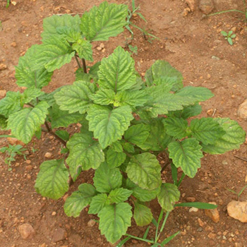 Patchouli