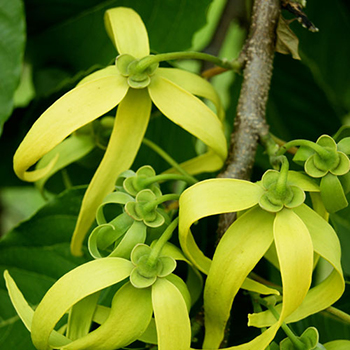 Fiore di Ylang Ylang