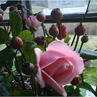 Fiori e bacche e rosa