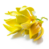 ylang ylang